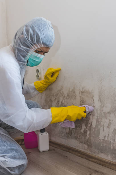 Best Real Estate Mold Inspection  in Homosassa Springs, FL